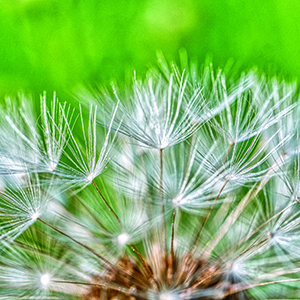 Allergy